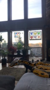 Screenshot 2020-03-29 at 7.32.32 AM